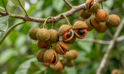 Essa árvore nativa de copa perene atrai dezenas de pássaros para o quintal e é perfeita para formar pomares pequenos em casa