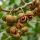 Essa árvore nativa de copa perene atrai dezenas de pássaros para o quintal e é perfeita para formar pomares pequenos em casa
