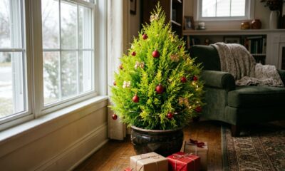 Adeus, árvore de pinheiro: a planta de vaso que chegou às floriculturas e vira árvore de Natal sem morrer depois das festas