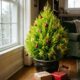 Adeus, árvore de pinheiro: a planta de vaso que chegou às floriculturas e vira árvore de Natal sem morrer depois das festas