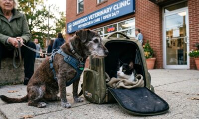 Cadela idosa se recusa a abandonar uma mochila durante resgate e motivo emociona todos quando ela finalmente é aberta