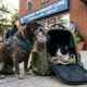 Cadela idosa se recusa a abandonar uma mochila durante resgate e motivo emociona todos quando ela finalmente é aberta