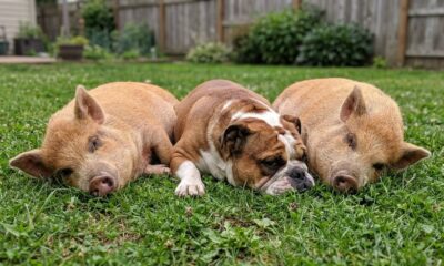 Bulldog criado desde pequeno ao lado de porcos cresce acreditando que é um deles e surpreende a todos com seu comportamento e a amizade inseparável com os animais