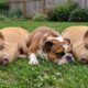 Bulldog criado desde pequeno ao lado de porcos cresce acreditando que é um deles e surpreende a todos com seu comportamento e a amizade inseparável com os animais