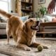 Especialistas em cães explicam: “Quando o cachorro se alonga assim que você chega em casa, ele pode não estar apenas espreguiçando, mas demonstrando alegria, convite para brincar ou vontade de interagir”