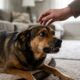 Veterinários alertam: “Se o seu cachorro rosna quando você tenta fazer carinho, isso não significa que ele seja mau, mas pode ser uma maneira de pedir distância”