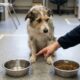 Cães conseguem reconhecer pessoas ruins? Cientistas japoneses fizeram um experimento para descobrir em quem os animais confiam, e os resultados surpreenderam até os pesquisadores