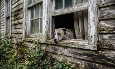 Equipes de resgate percebem rostinhos olhando pelas janelas de uma casa abandonada e encontram 34 cães precisando de ajuda