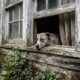 Equipes de resgate percebem rostinhos olhando pelas janelas de uma casa abandonada e encontram 34 cães precisando de ajuda