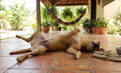 Veterinários explicam: “Quando um cachorro dorme de barriga para cima, ele pode não estar apenas tentando se refrescar, mas mostrando que consegue relaxar profundamente no lugar onde está”