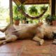 Veterinários explicam: “Quando um cachorro dorme de barriga para cima, ele pode não estar apenas tentando se refrescar, mas mostrando que consegue relaxar profundamente no lugar onde está”