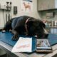 Noiva desiste de vestido de casamento de US$ 2 mil para pagar cirurgia de cachorro de abrigo e surpreende com gesto emocionante