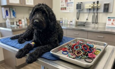 Cachorro surpreende veterinários após raio-X revelar o que ele comia escondido e luta pela própria vida