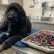 Cachorro surpreende veterinários após raio-X revelar o que ele comia escondido e luta pela própria vida