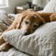 Especialistas em cães afirmam: “Quando o cachorro prefere o travesseiro, ele pode não estar buscando apenas conforto, mas a parte da cama com mais cheiro do tutor”