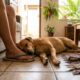 Veterinário explica: o cachorro que deita encostado nos pés do tutor pode não estar apenas com frio, mas mostrando que escolheu aquela pessoa como sua base de segurança