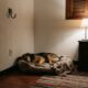 Especialistas em comportamento animal explicam onde não colocar a cama do cachorro dentro de casa para evitar interrupções, desconforto e noites mal dormidas