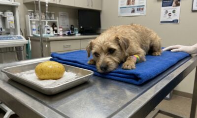 Veterinário descobre que suposto tumor inoperável de cachorro era, na verdade, uma batata inteira e caso surpreende até os especialistas