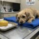 Veterinário descobre que suposto tumor inoperável de cachorro era, na verdade, uma batata inteira e caso surpreende até os especialistas