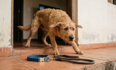 Cachorro não deixava ninguém colocar uma coleira nele até treinador dedicar um ano inteiro para ganhar sua confiança