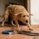 Cachorro não deixava ninguém colocar uma coleira nele até treinador dedicar um ano inteiro para ganhar sua confiança