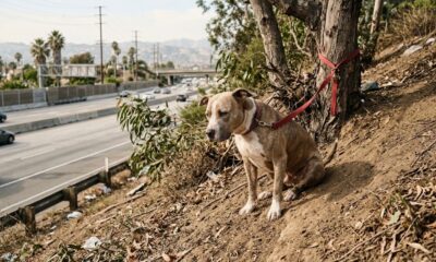 Motorista avista cachorro sozinho em aterro e fica surpreso ao descobrir por que ele não consegue sair do lugar