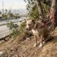 Motorista avista cachorro sozinho em aterro e fica surpreso ao descobrir por que ele não consegue sair do lugar