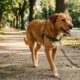 Adestradores de cães concordam: se o seu cachorro puxa a guia durante os passeios, puxar de volta não é a solução e existe uma forma mais eficaz de corrigir esse comportamento