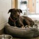 Cachorro passou dias escondido e olhando para a parede, com medo de se aproximar das pessoas, até que um gesto de carinho começou a transformar sua vida