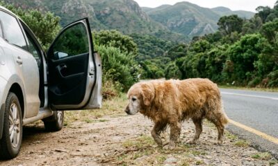 Homem viajava de carro quando avistou uma golden retriever idosa sozinha na estrada e tomou uma decisão que mudou a vida dela para sempre