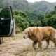 Homem viajava de carro quando avistou uma golden retriever idosa sozinha na estrada e tomou uma decisão que mudou a vida dela para sempre
