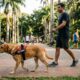 Colete escrito “não toque” no cachorro: o que esse aviso quer dizer e por que é melhor falar primeiro com o tutor