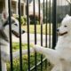 Husky cria o hábito de estender a pata pela cerca para cumprimentar seu vizinho todas as manhãs, e o gesto carinhoso transforma uma rotina simples em uma amizade emocionante