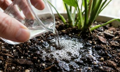 O líquido de farmácia que diluído na água da rega elimina larvas invisíveis no substrato e acaba com mosquitinhos pretos dos vasos