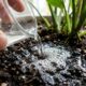 O líquido de farmácia que diluído na água da rega elimina larvas invisíveis no substrato e acaba com mosquitinhos pretos dos vasos