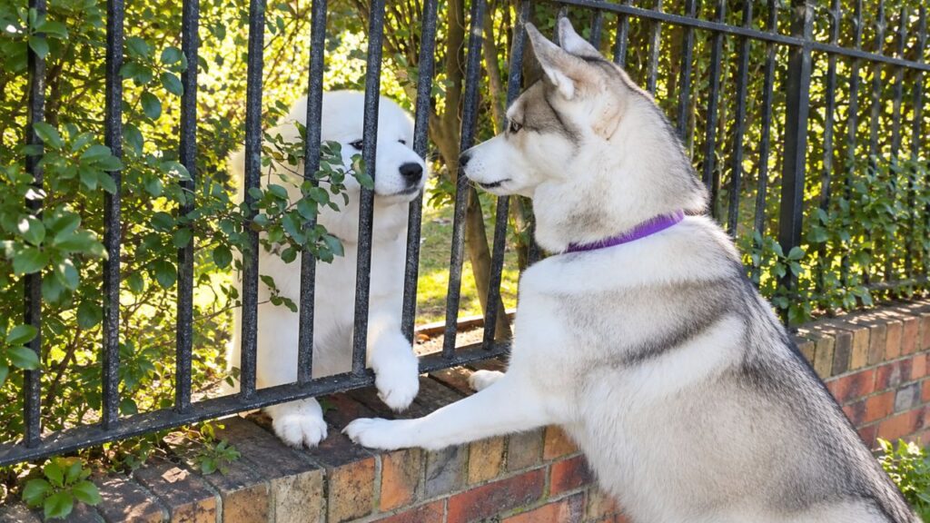 Husky cria o hábito de estender a pata pela cerca para cumprimentar seu vizinho todas as manhãs, e o gesto carinhoso transforma uma rotina simples em uma amizade emocionante