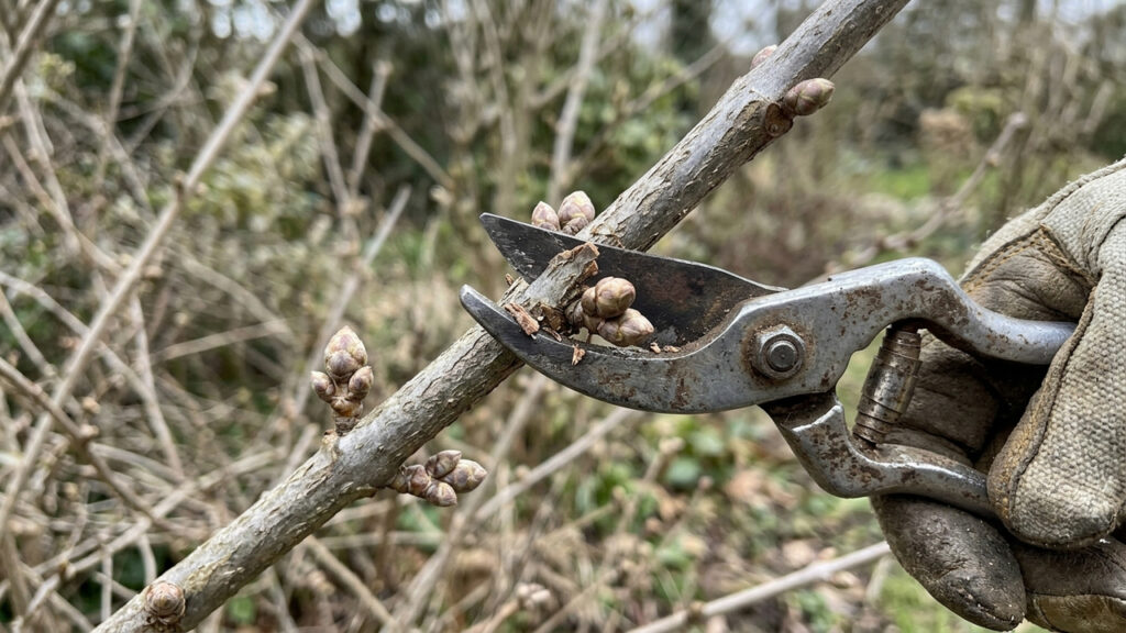 O erro comum na poda que você comete sem perceber e pode fazer a sua planta parar de dar flores para sempre no jardim