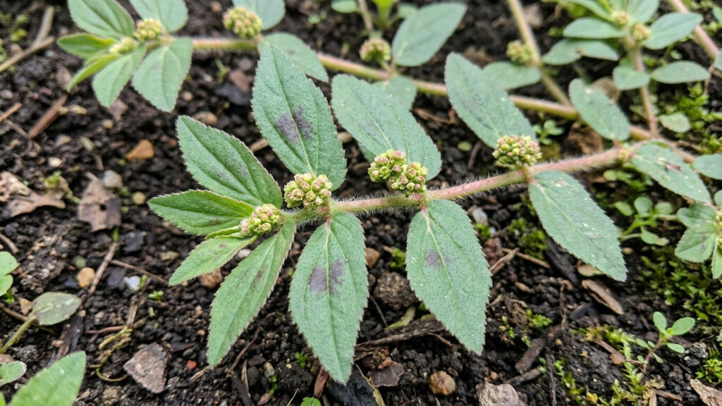 Essa planta medicinal rústica nasce como mato no canteiro: rica em compostos terapêuticos, ela alimenta polinizadores e embeleza a horta