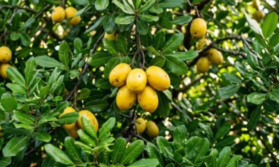 Esta é a árvore ideal para o quintal: não levanta o piso, dá frutos no verão e resiste à seca com poucos cuidados