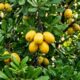 Esta é a árvore ideal para o quintal: não levanta o piso, dá frutos no verão e resiste à seca com poucos cuidados