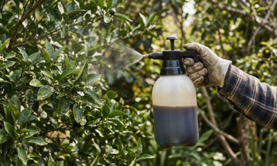Pulverizar extrato de gergelim preto com sabão de oliva nas plantas: o defensivo botânico caseiro para repelir percevejos em frutíferas