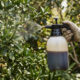 Pulverizar extrato de gergelim preto com sabão de oliva nas plantas: o defensivo botânico caseiro para repelir percevejos em frutíferas