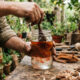 Extrato de casca de jatobá com álcool de cereais: o cicatrizante natural antifúngico para pincelar cortes de poda e enxertos de árvores