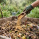 Farinha de casca de abacaxi fermentada na composteira: como a enzima bromelina acelera a decomposição de matéria lenhosa e galhos secos