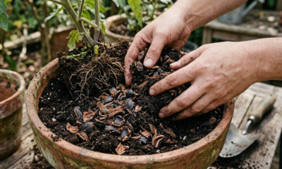 Misturar cascas de castanha de caju moídas na terra: para que serve o composto rico em ácido que bloqueia nematoides no solo