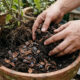 Misturar cascas de castanha de caju moídas na terra: para que serve o composto rico em ácido que bloqueia nematoides no solo