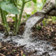 Adubação com farinha de rocha dacítica: para que serve a remineralização que enrijece o caule das plantas contra vento e pragas