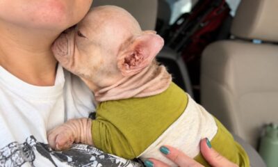 Buldogue francês de cor rosa chama atenção por onde passa e é confundido com um bebê humano sempre que sai de casa; aparência inusitada surpreende até desconhecidos