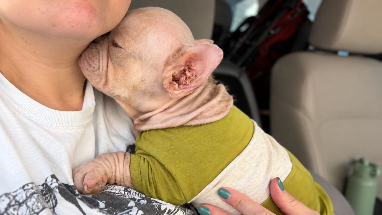 Buldogue francês de cor rosa chama atenção por onde passa e é confundido com um bebê humano sempre que sai de casa; aparência inusitada surpreende até desconhecidos