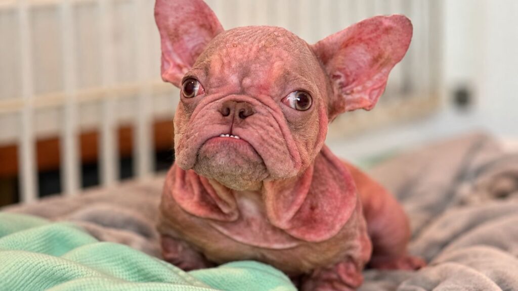 Buldogue francês de cor rosa chama atenção por onde passa e é confundido com um bebê humano sempre que sai de casa; aparência inusitada surpreende até desconhecidos